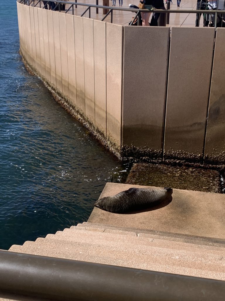 View looking down on Benny the Seal from the viewing area near the opera house steps