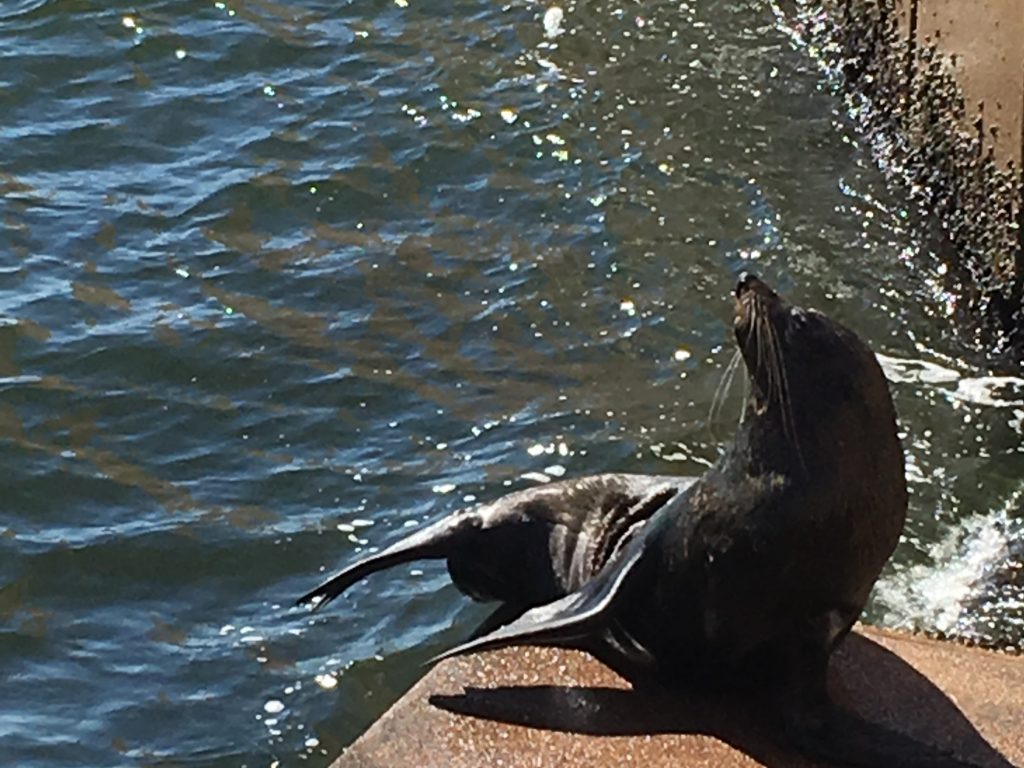 Benny the seal sits on the steps at Sydney Opera House