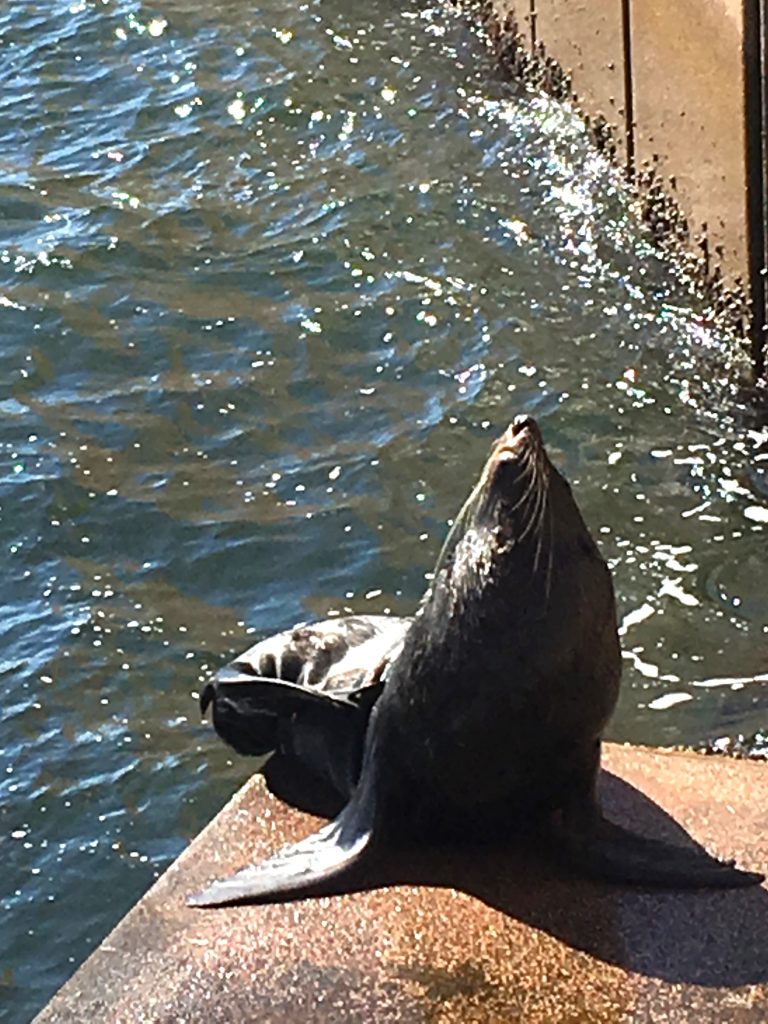 Benny the seal sits on the Opera House steps drying off in the sun