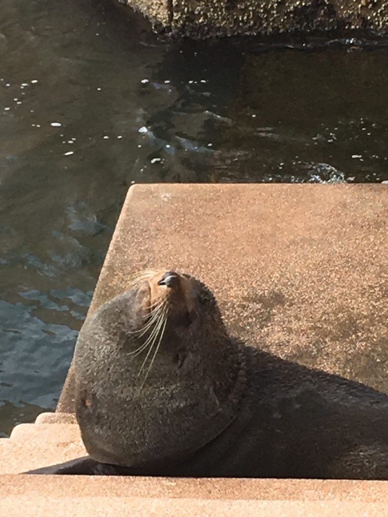 Benny the fur seal looking up toward the sky as he sunbathes at Sydney Opera House