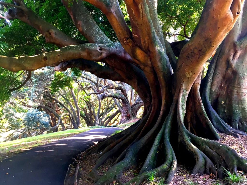 Giant trees in Albert Park Auckland