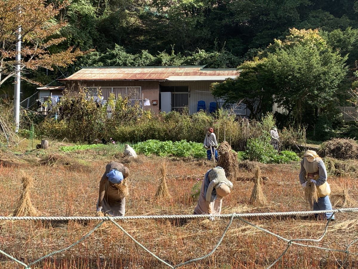 Scarecrows in the fields at Nagaro, Scarecrow Village in Japan
