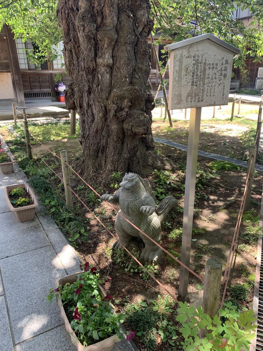 Famous cherry tree in Gyokuryuji in Kanazawa with a statue of Godzilla underneath