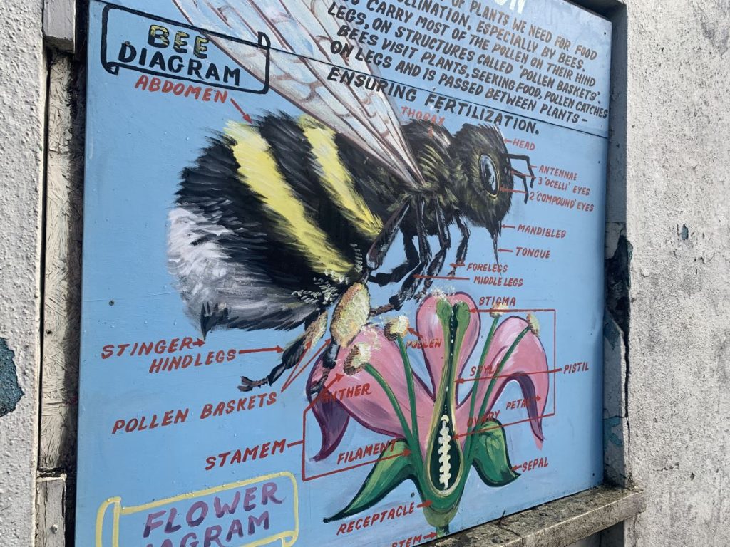 Painting of the anatomy of a bee on a house in Letterkenny, Ireland