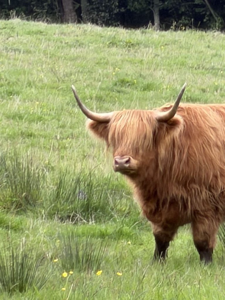 Caramel coloured cow with a great fringe looks at the camera in Pollok Park, Glasgow