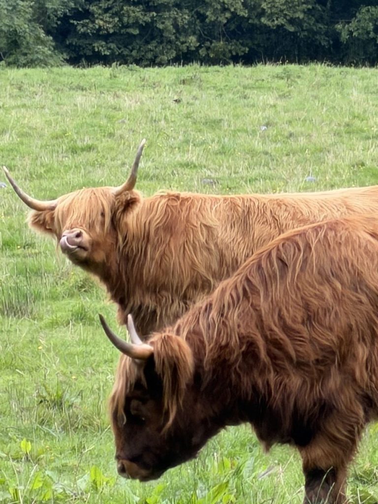 Cow licks his own nose in Pollock Park, Glasgow