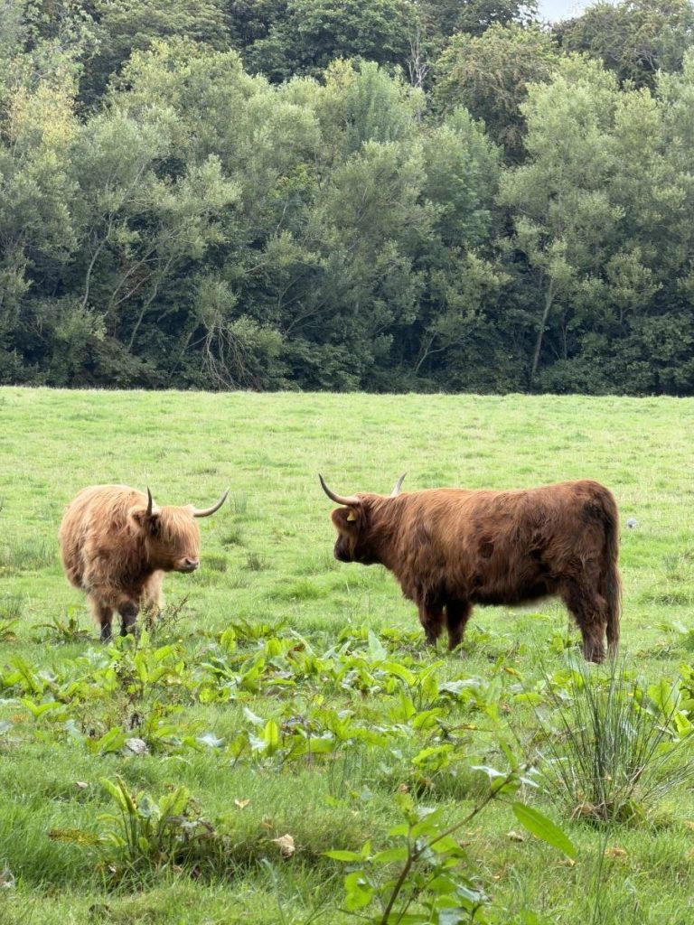 Dark brown and caramel coloured cow face each other in Pollok Park in Glasgow