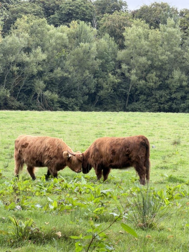 Two cows headbutt each other in the field at Pollok Park, Glasgow
