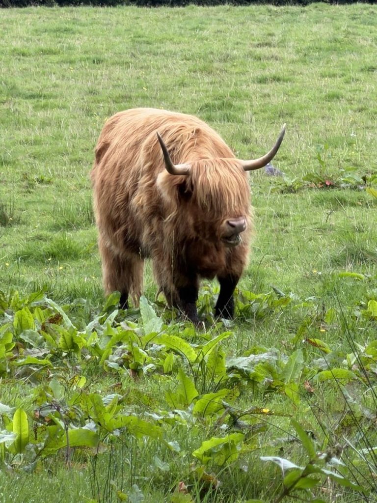 Highland cow moos in Pollok Park, Glasgow