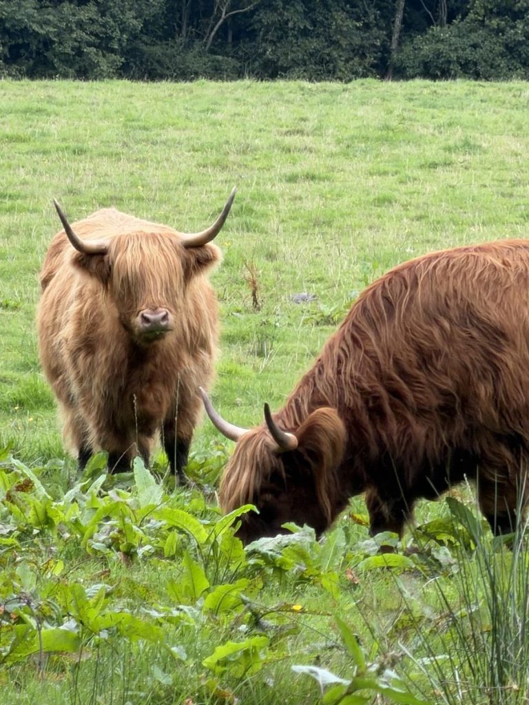 Two highland cows eat grass in Pollock Park, Glasgow