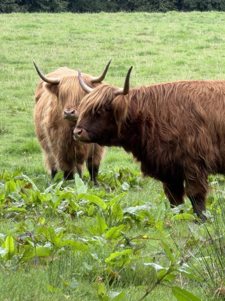 Light and dark coloured cows stand in Pollok Park, Glasgow