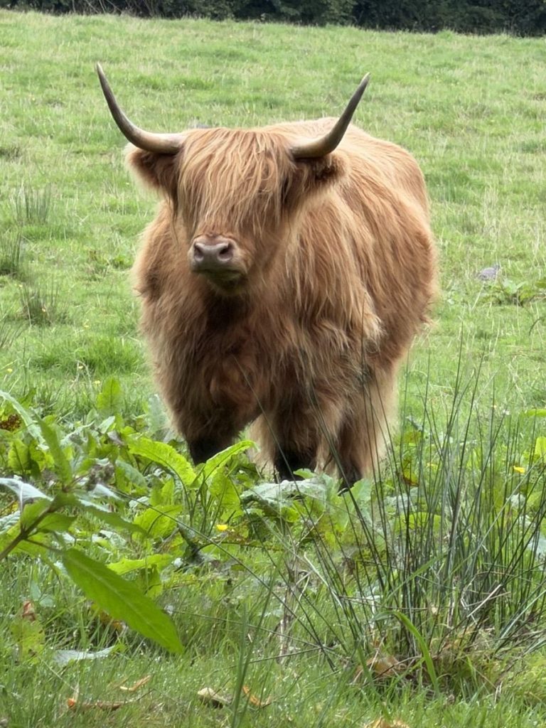 fluffy caramel coloured highland cow in Pollok Park in Glasgow