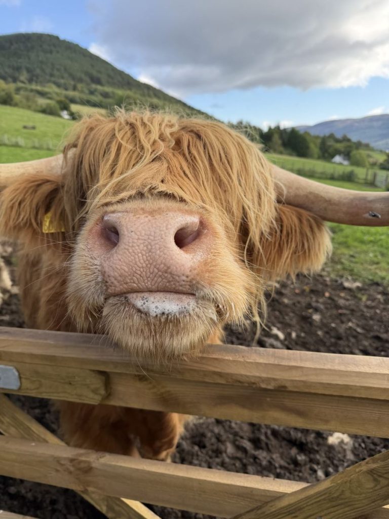 Cow drool is a downside of feeding cows! This one has lots of it!