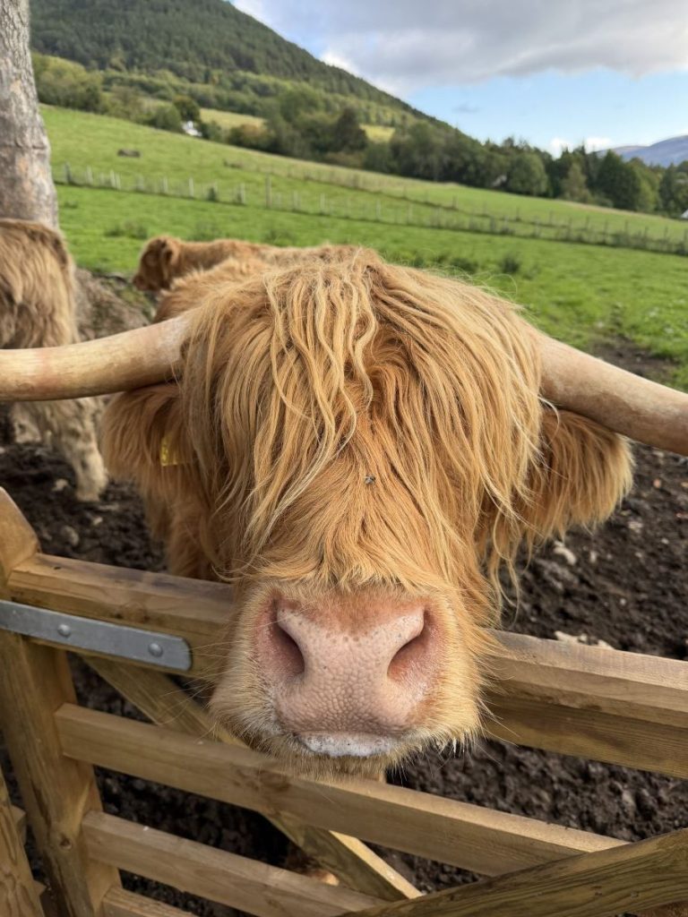 Caramel coloured cow with a long fringe asks for treats at the Quila Cridhe tearoom near Loch Ness