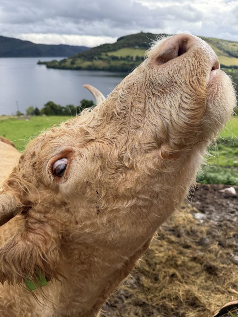 Mooing cow with Loch Ness in the background at Highland Coo Experience