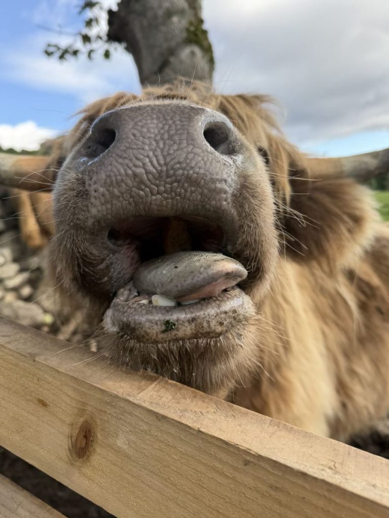 Another close up of a cow's nose!