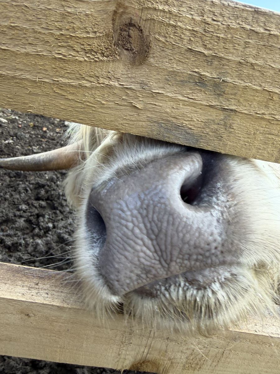Cow nose pokes through a fence