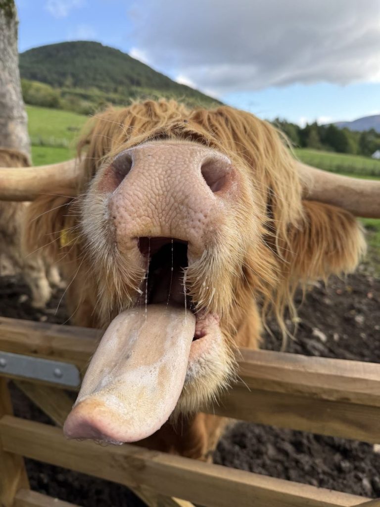 Cow with their tongue out for apple slices at Quila Cridhe teamroom, Drumnadrochit