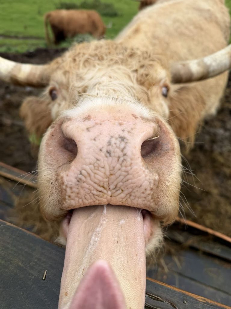 Cow asks for treats at the Highland Coo Experience