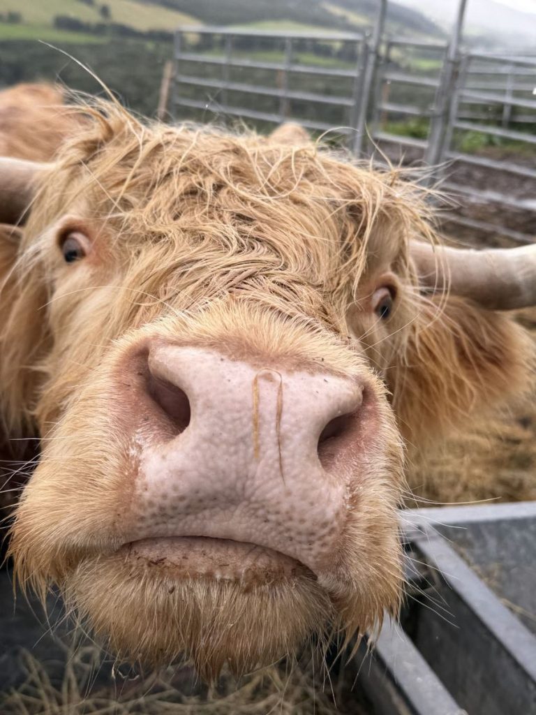 Close up of a cow at the Highland Coo Experience near Loch Ness