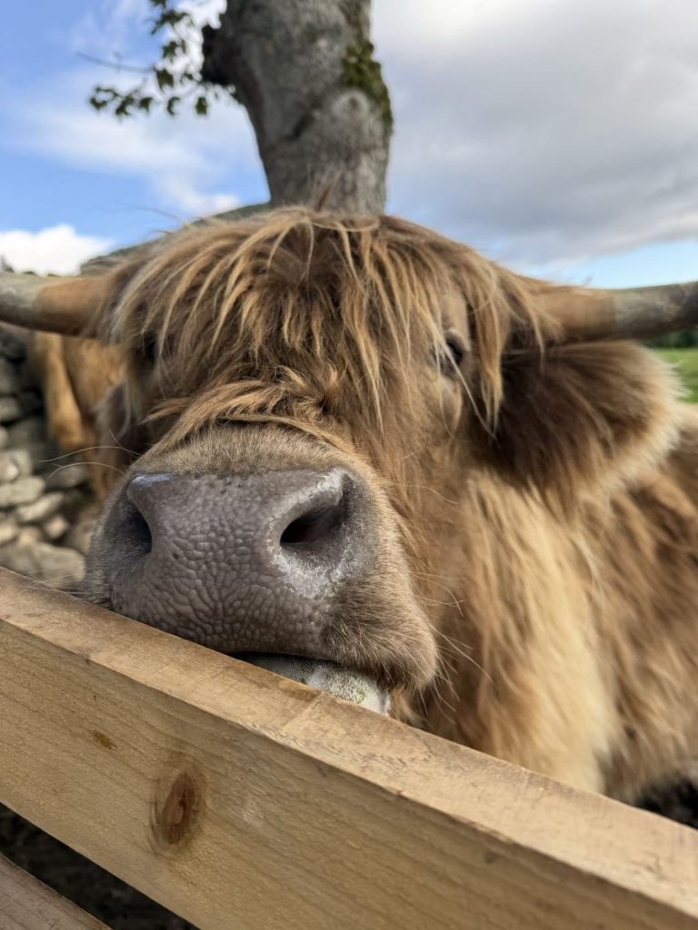 Cow with a fluffy fringe peers over a fence at Quila Cridhe tearoom near Loch Ness