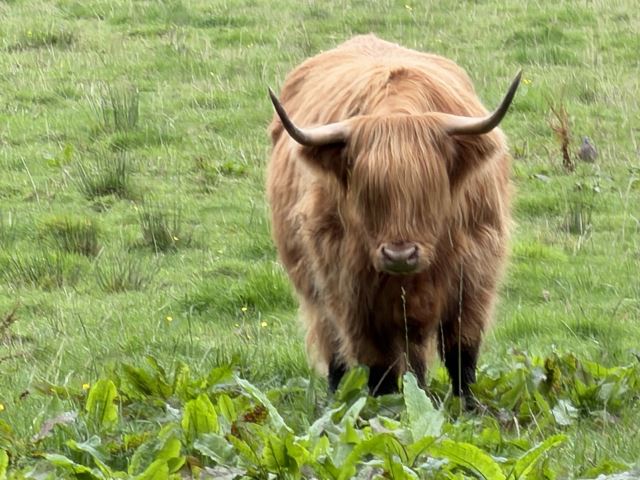 Cute cow in Pollok Park, Glasgow