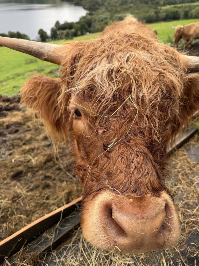 Cow with hay in it's fringe at the Highland Coo Experience, Loch Ness