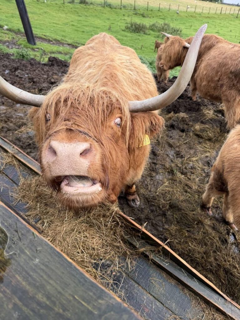 Cow stares up at the camera