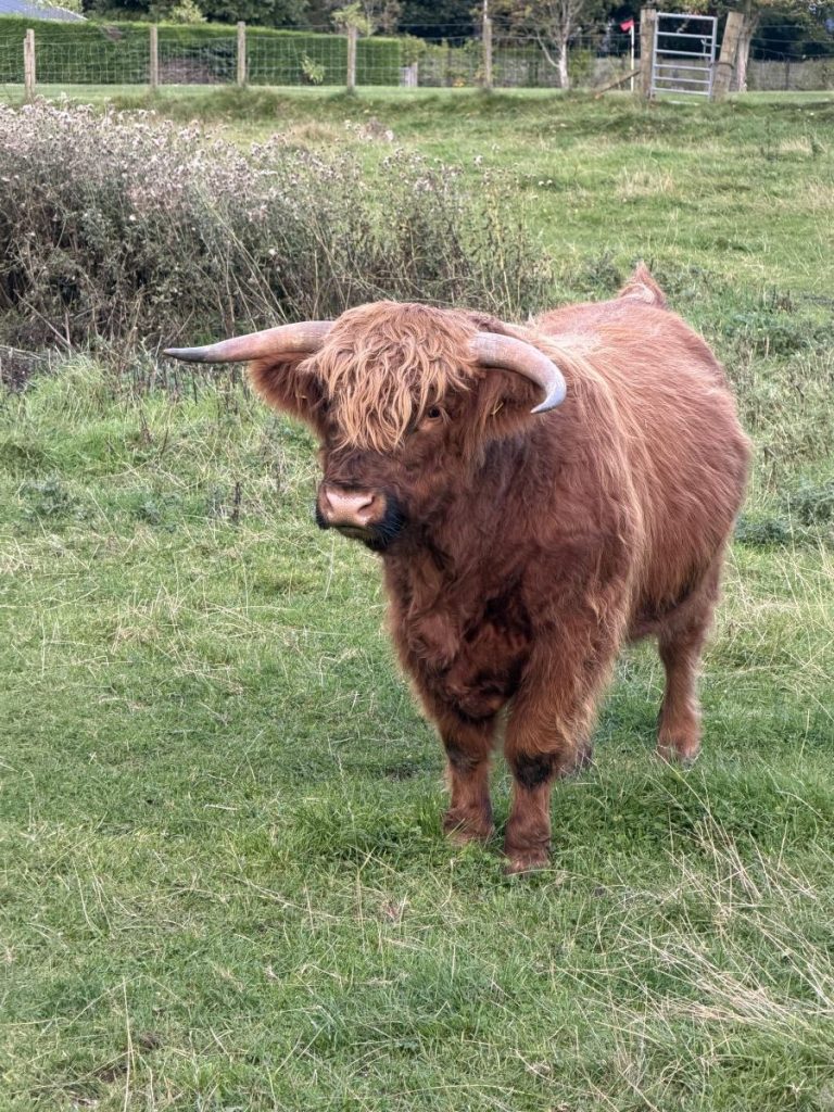 Full length shot of the same cow showing it's cute stumpy little legs