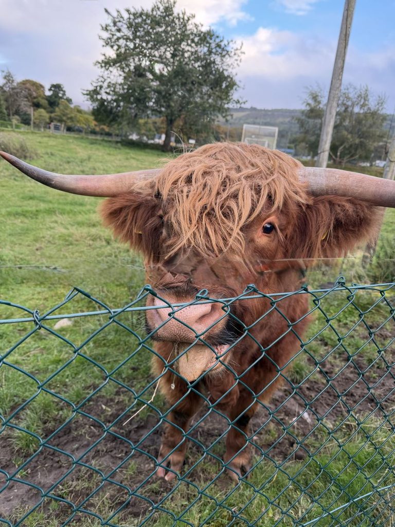 Cute Highland cow with a fringe in a field near Loch Ness